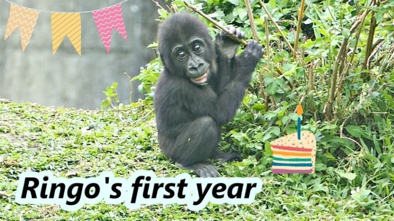 Happy 1st birthday for gorilla Ringo. / 祝福小金剛猩猩Ringo一歲生日快樂💗