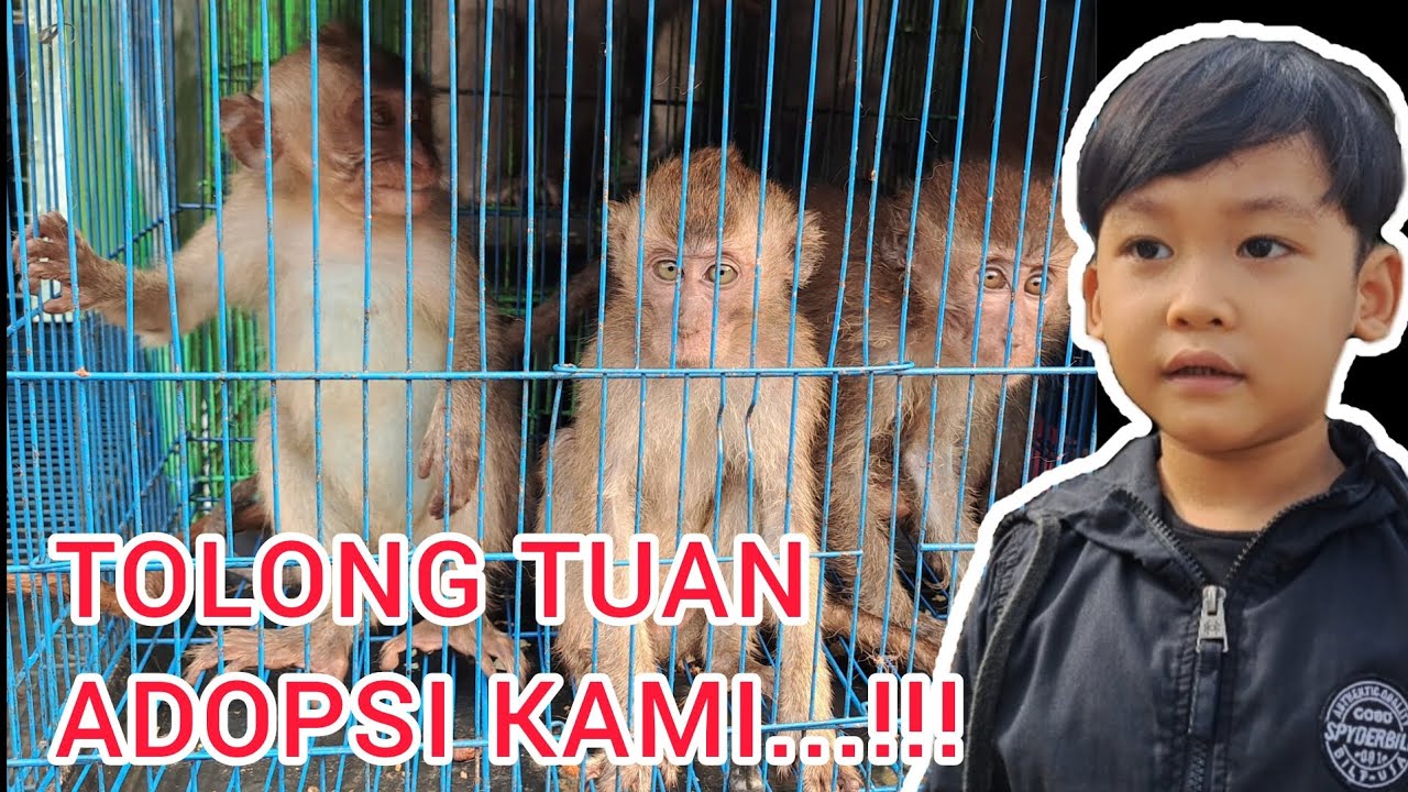 MONYET MENANGIS PENGEN DI ADOPSI || PASAR HEWAN JATINEGARA TERLENGKAP SEMUANYA ADA DISINI...!!!