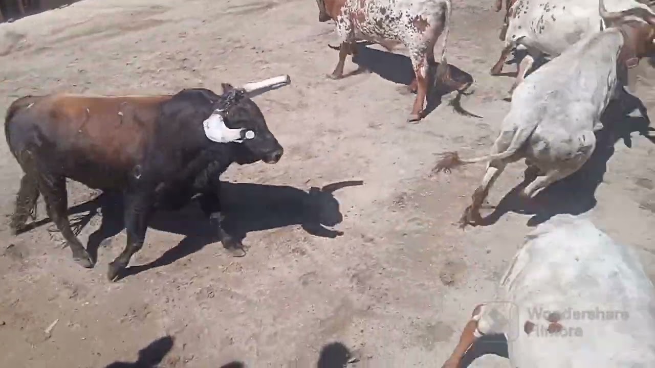 encerro de la corrida aldeia do bispo!!(vous voulais la corrida)