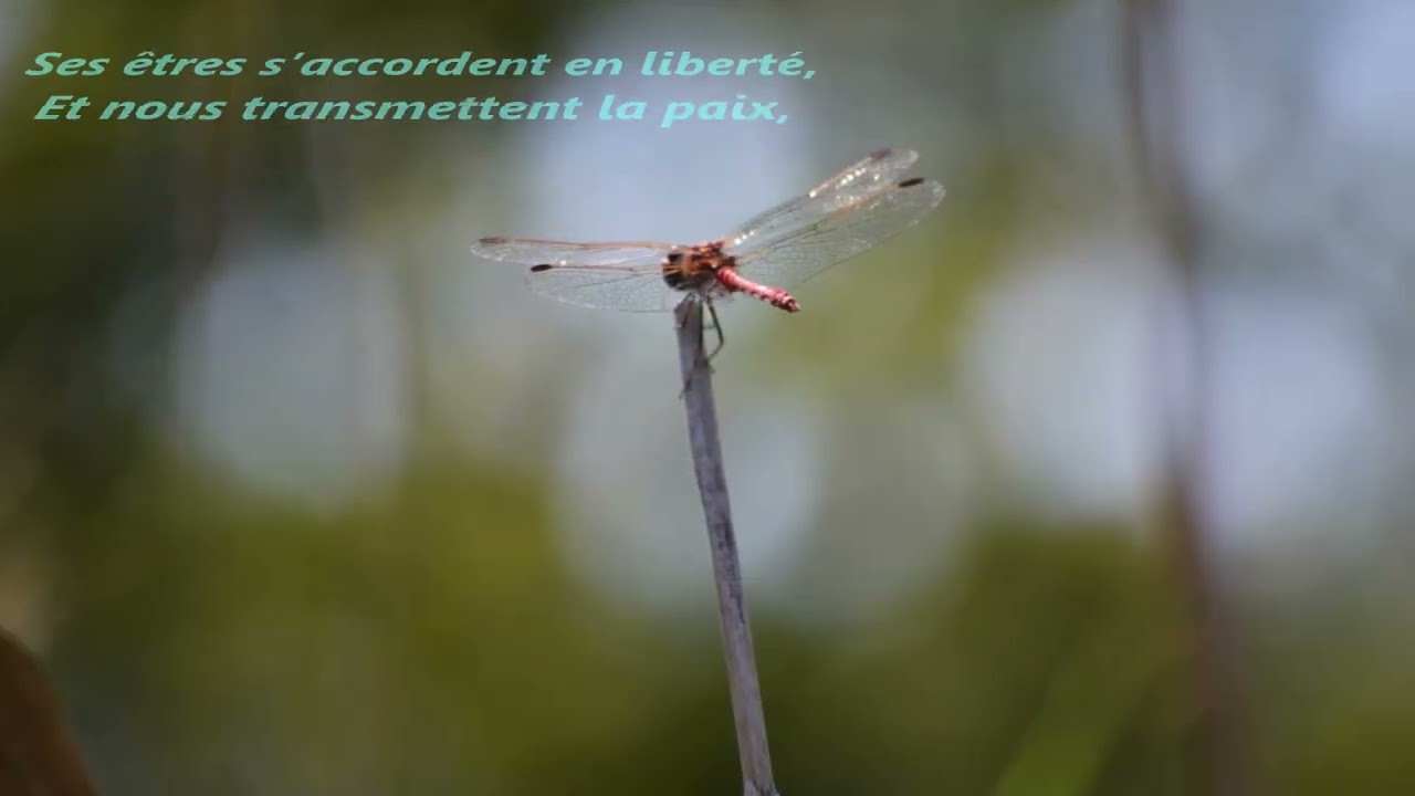 Les reflets divins des Dombes