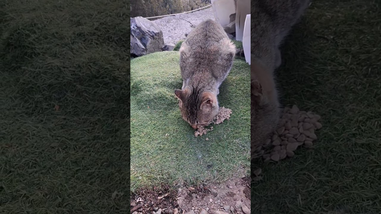 *~몰~래*냥이~*