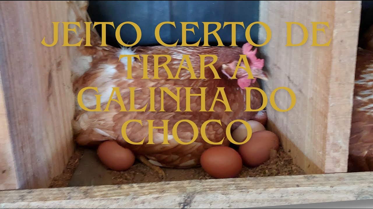 Como tirar a galinha do choco? Aprenda a forma correta #galinha #roça #aves #galinheiro #choco