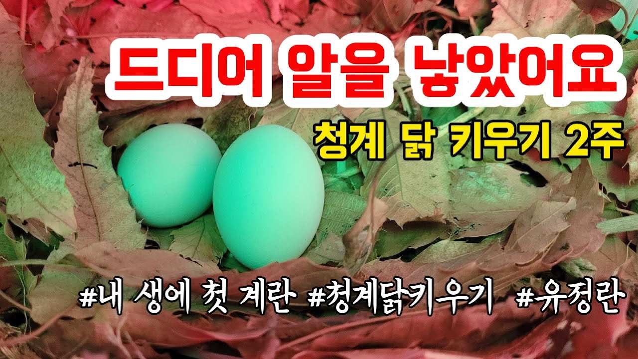 드디어 알을 낳았어요. 청계 닭 키우기 2주 기록 #내 생에 첫 계란 #청계닭키우기  #유정란