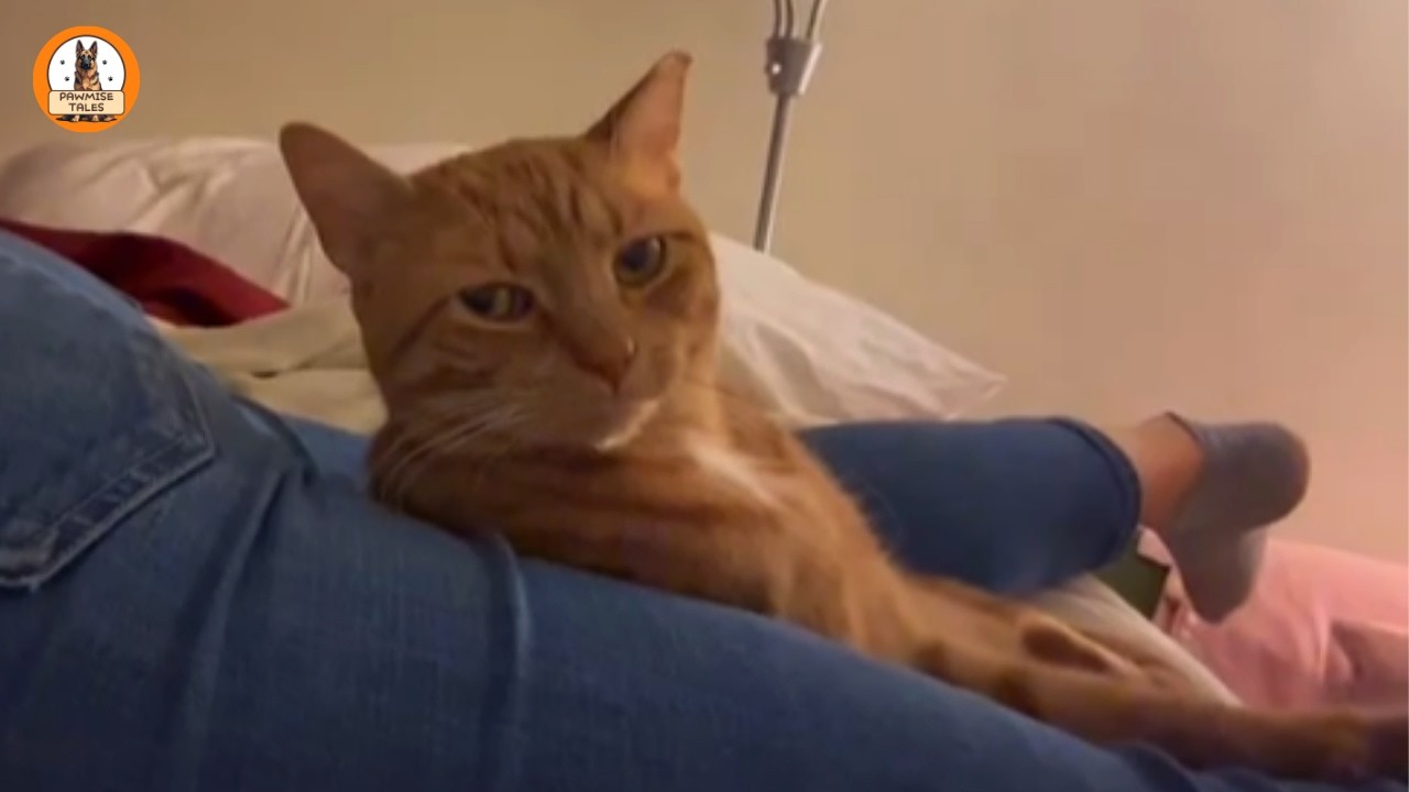 The Shy Shelter Cat No One Noticed…Until He Put His Head in My Hand