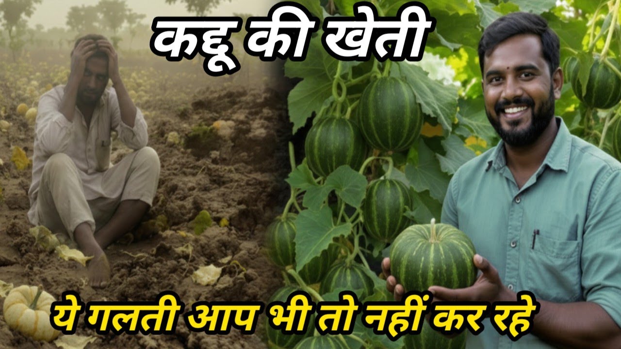 Kaddu ki kheti kaise karen|#kaddu ki kheti kab aur kaise| कद्दू/कोहड़ा की खेती #krishiculture