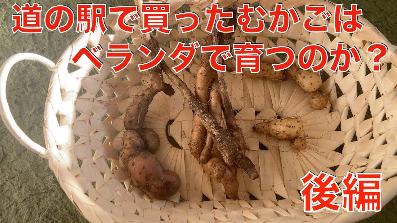 【ベランダ菜園】道の駅で買ったむかごはベランダで育つのか？後編