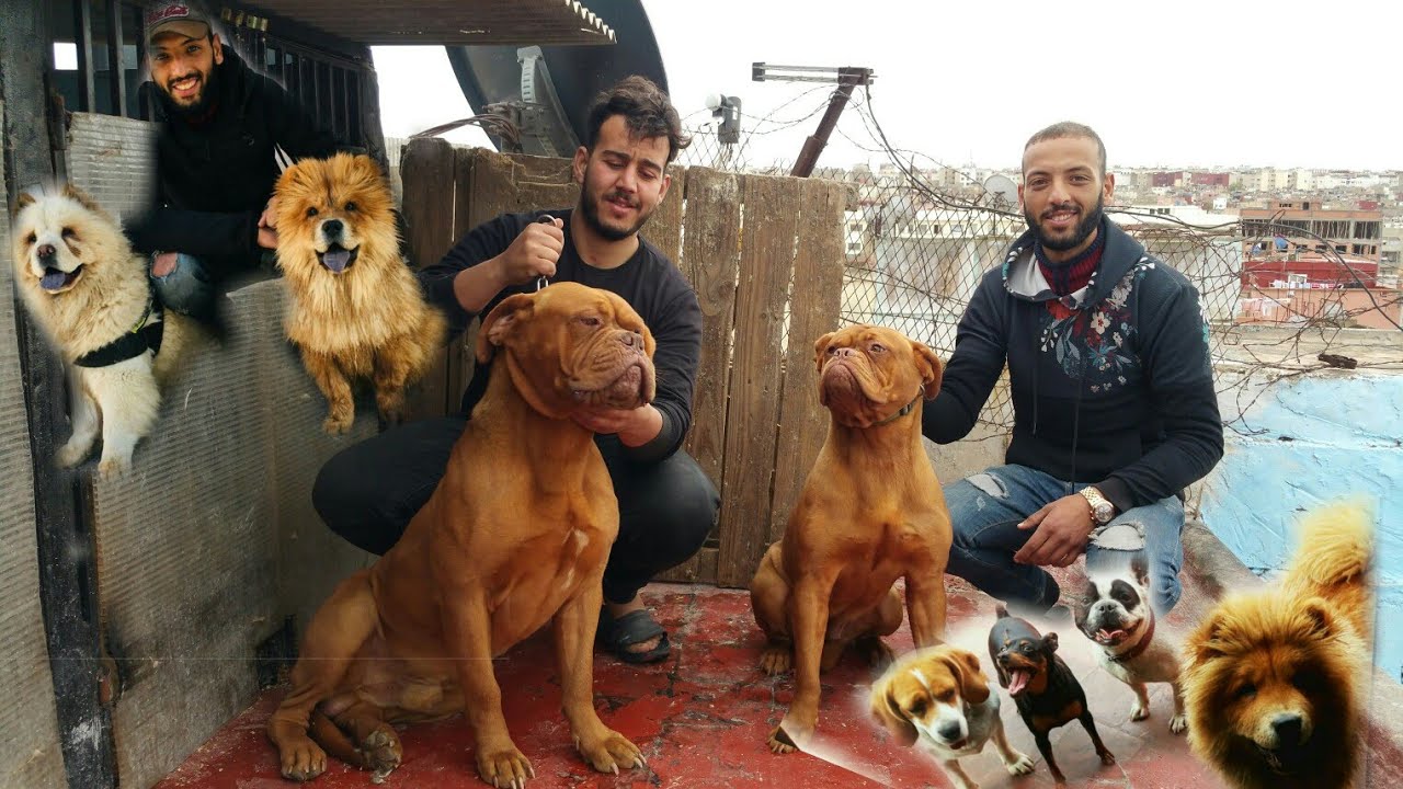 تعرفوا على أحسن وأضخم سلالات الكلاب مع محسن و الاصدقاء
