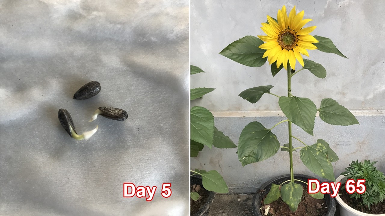 How to grow sunflowers in pots to bloom in 65 days
