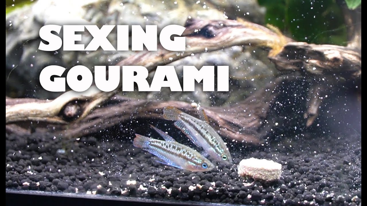 Gourami and Loaches-24 hours later