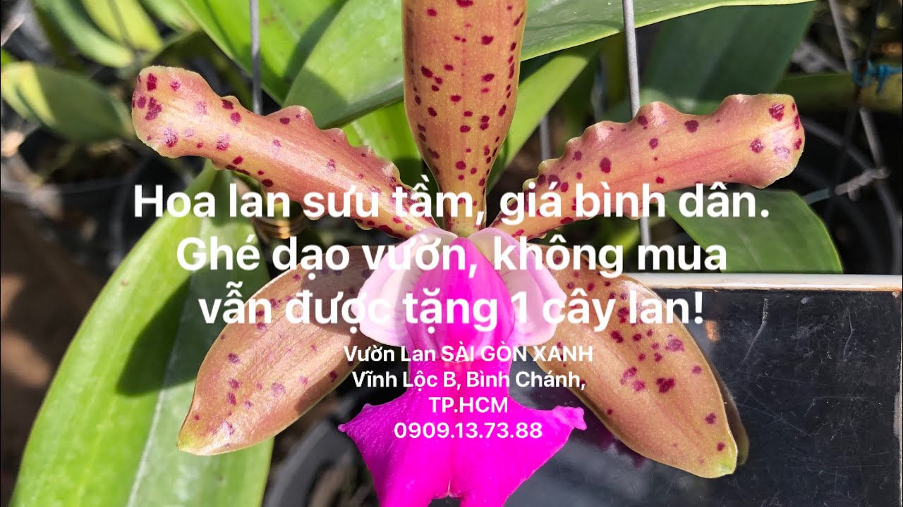 🌴 Clip số 62: 20/3/2026 -Catt, Brass lạ đẹp, giá rẻ -Ghé dạo vườn, không mua vẫn được tặng 1 cây lan