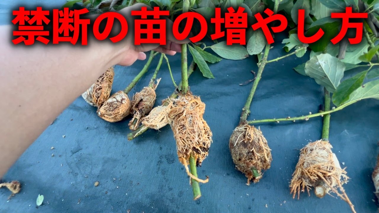 【4ヶ月完成】タネがいらない禁断の増やし方【取り木・アボカド編】