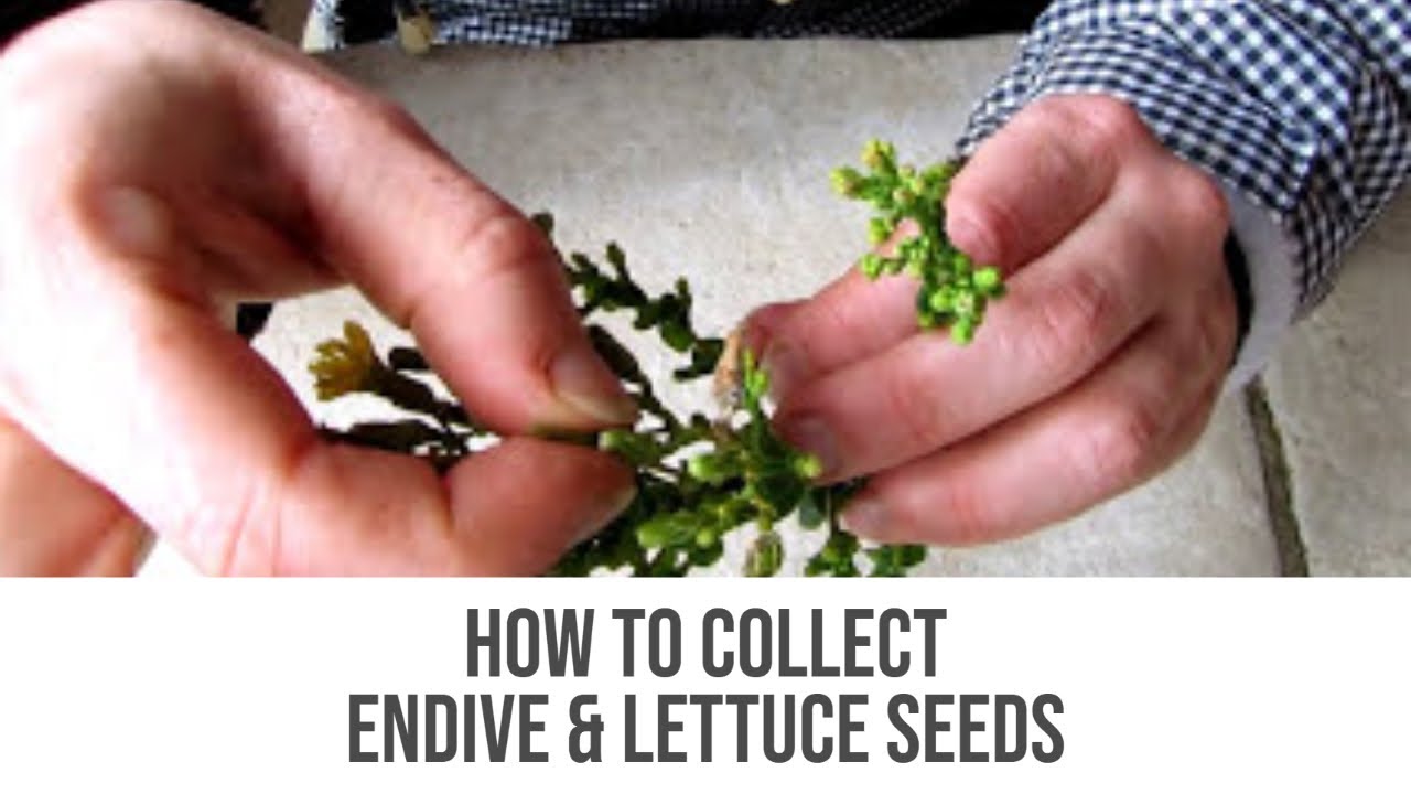 How To Collect Endive & Lettuce Seeds