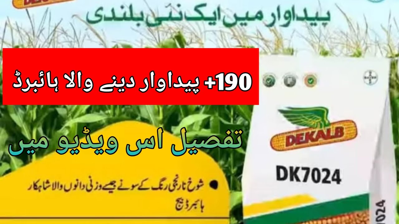 Dekalb hybrid 7024||High yield hybrid 7024