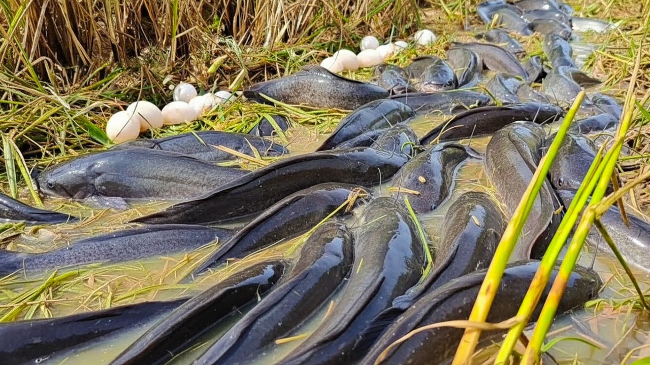 amazing fishing - a fisherman skill catching a lot of fish and duck eggs at field by hand