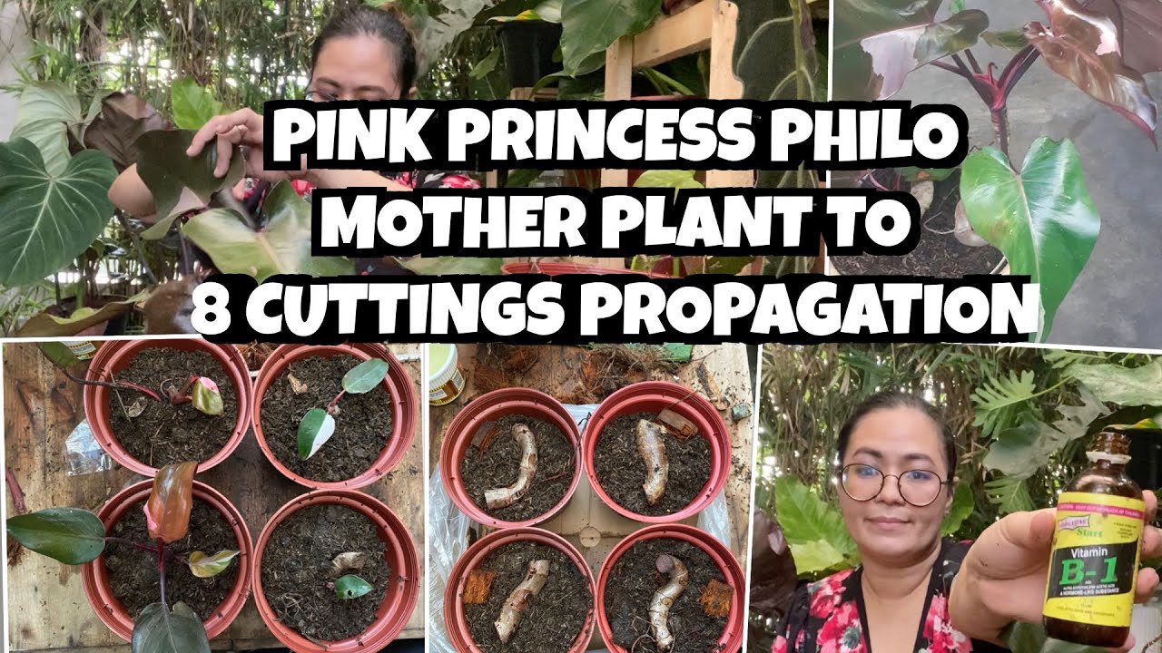 PINK PRINCESS PHILODENDRON (REPOT AND PROPAGATE)