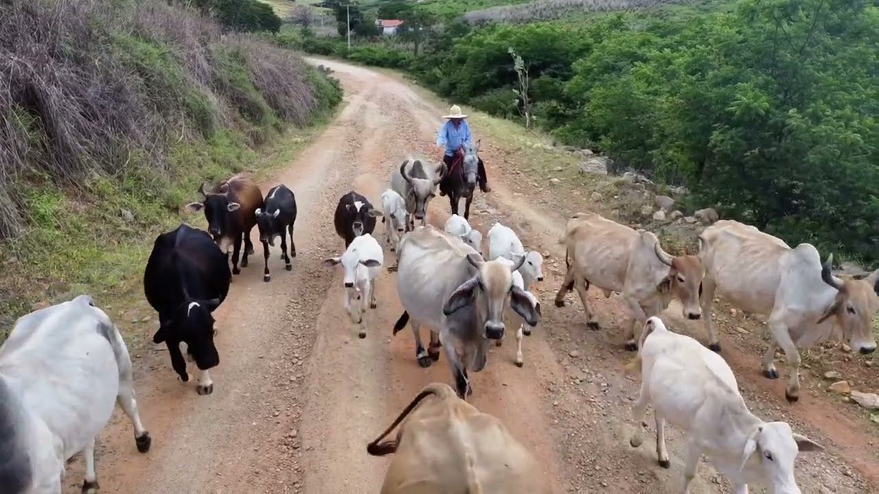 Na lida com o gado pelo sertão