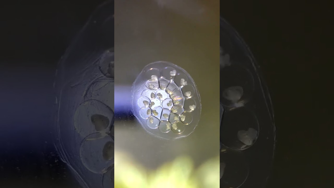 van creciendo día a día,queréis verlos cuando nazcan??? 