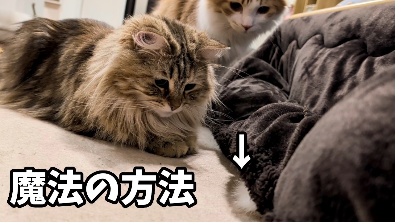 初対面の猫とも仲良くなれる！魔法の遊び方を教えます