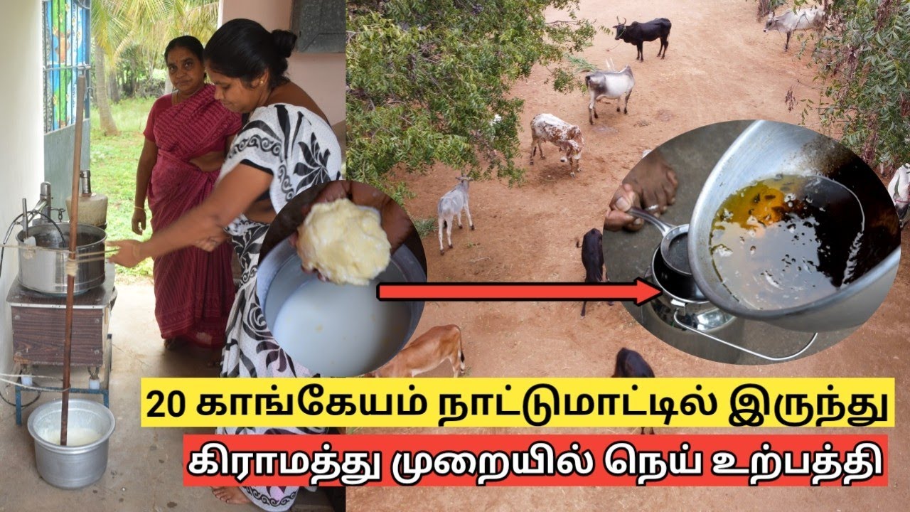 காங்கேயம் நாட்டுமாட்டு நெய் நேரடி விற்பனை | Sivagiri cattle farm
