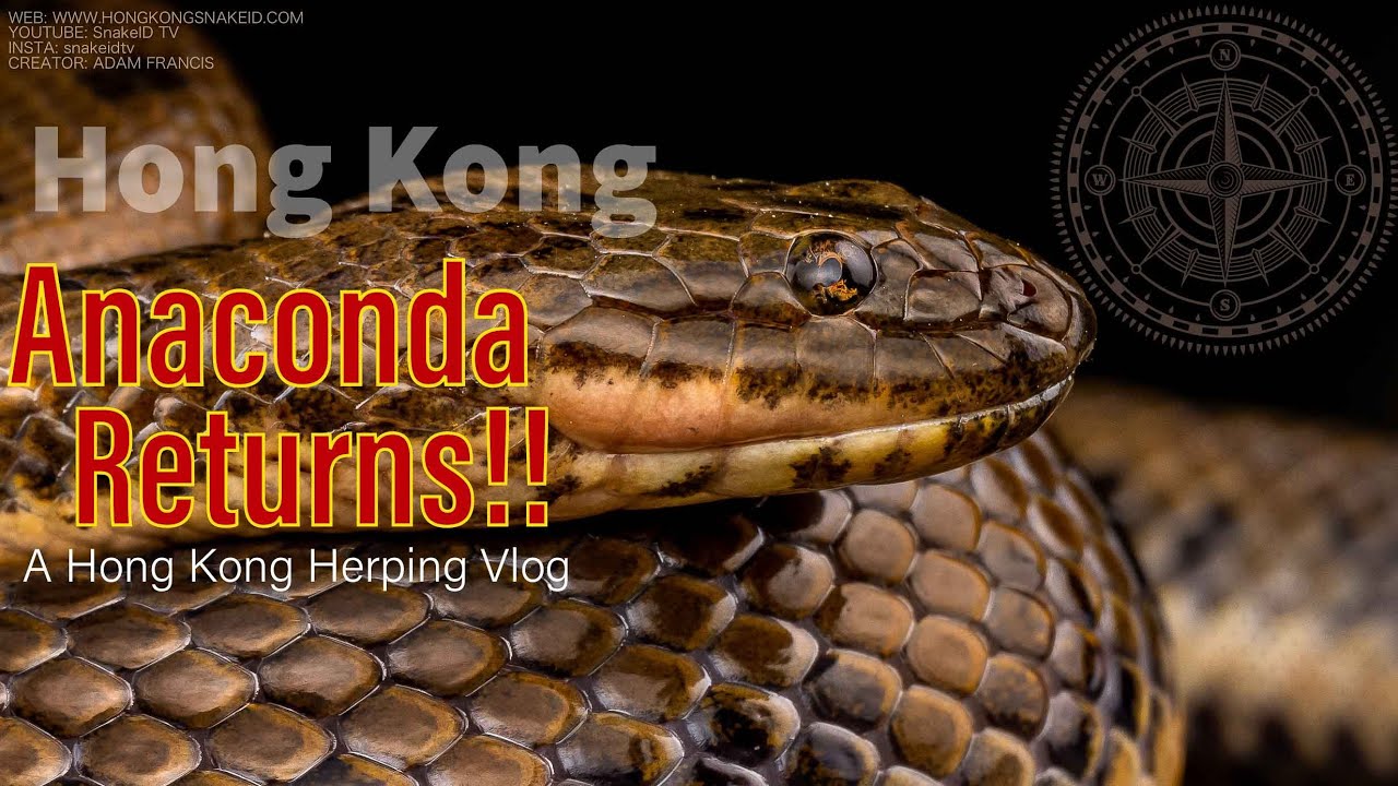 Hong Kong Anaconda Returns! - 2021 Vlog 02