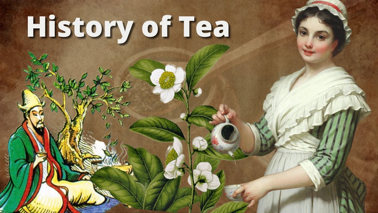 In a Nutshell: The History of Tea