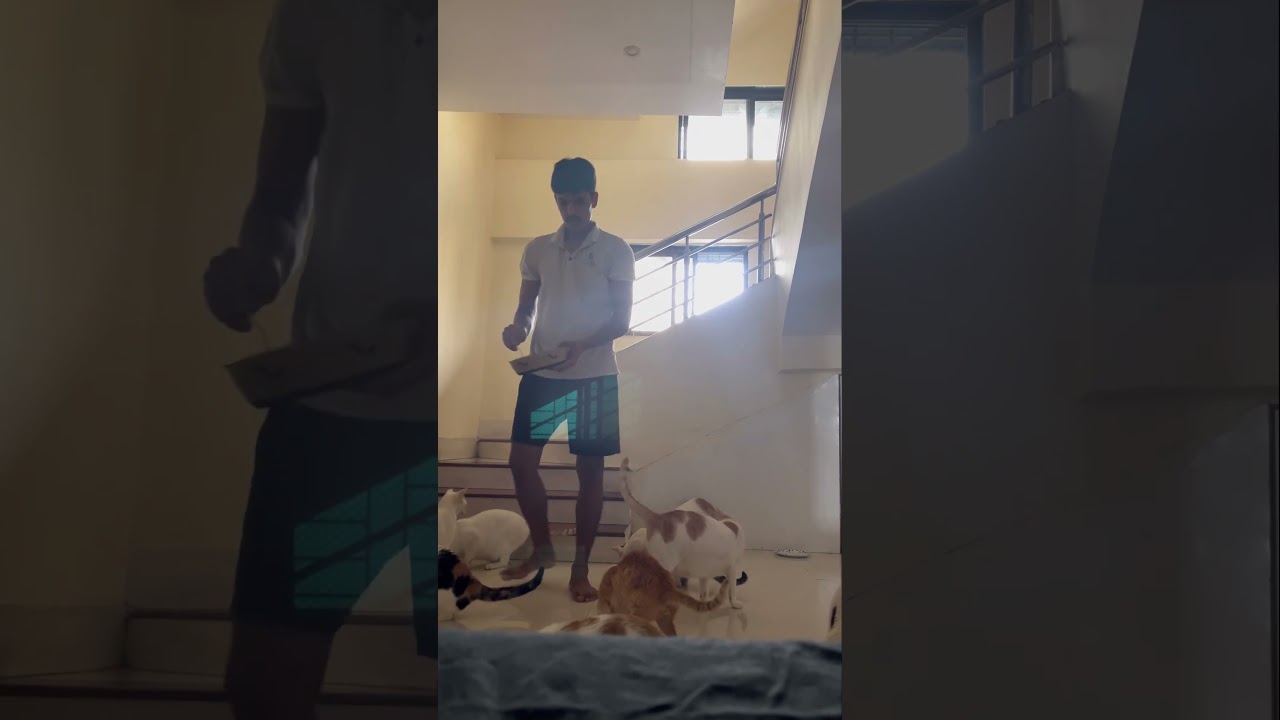 My all the cats 🐈❤️annals chandra dhanuk vlogs