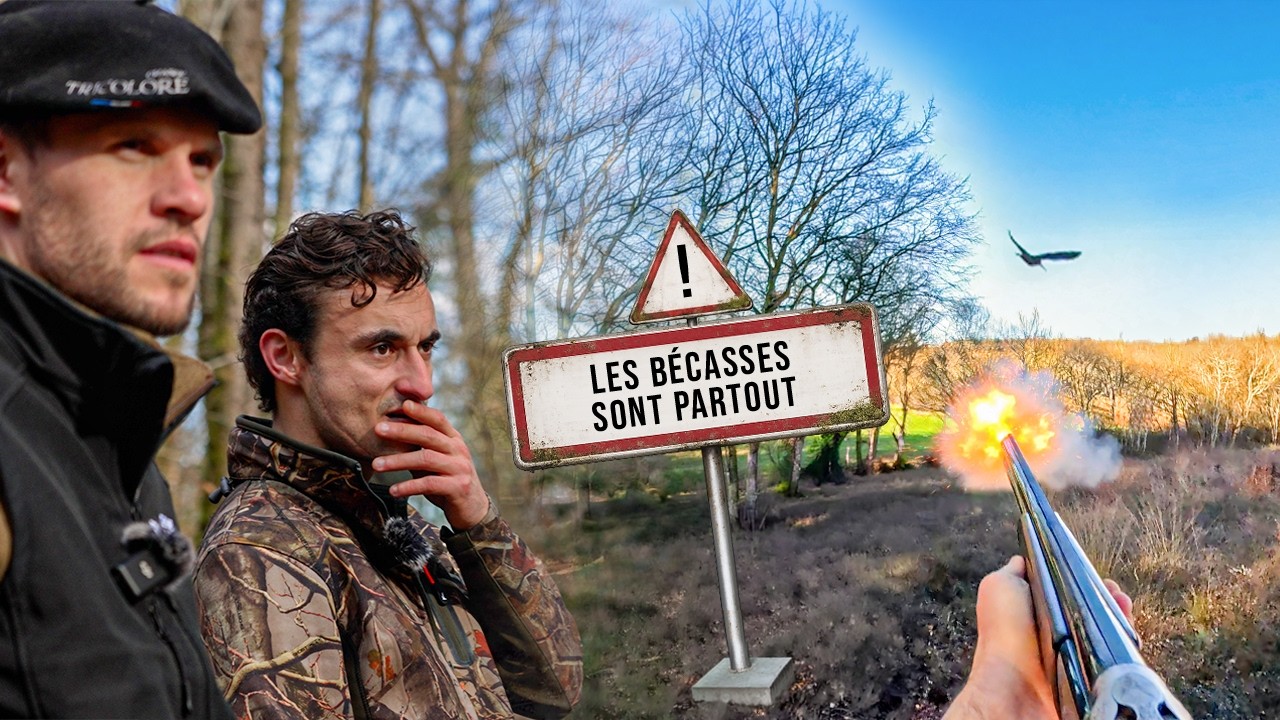 CHASSE A LA BÉCASSE DE FOLIE avec setter anglais dans le sud ouest saison 2025/2026