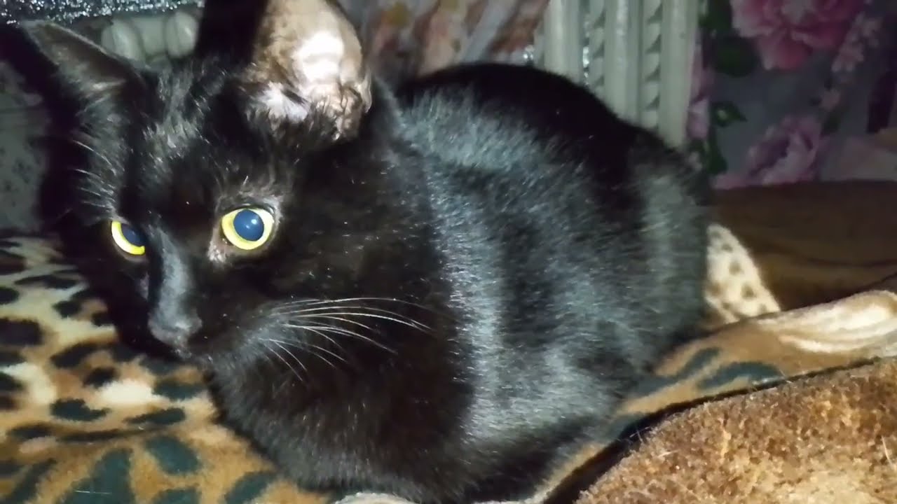 В НАШЕМ ДОМЕ ЗАВЕЛИСЬ ЧЕРТЯТА!!🙀😻 ДУШЕГРЕЙНОЕ ВИДЕО!😽♥️ ПРО 