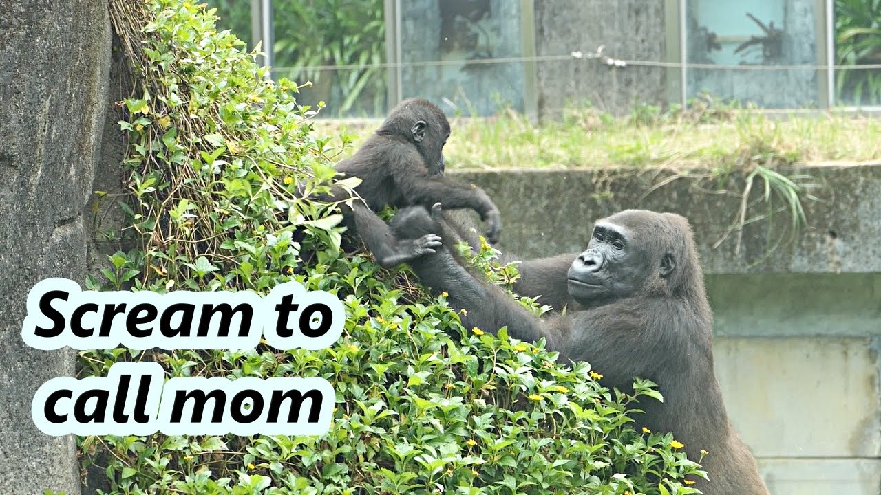 Gorilla Ringo screamed to call mom ./ 小金剛猩猩Ringo用尖叫呼喚媽媽