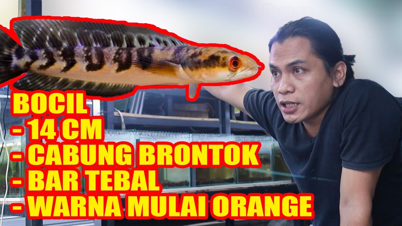 SAYA KASIH TAU‼️PROGRES CHANNA MARU SIZE KECIL
