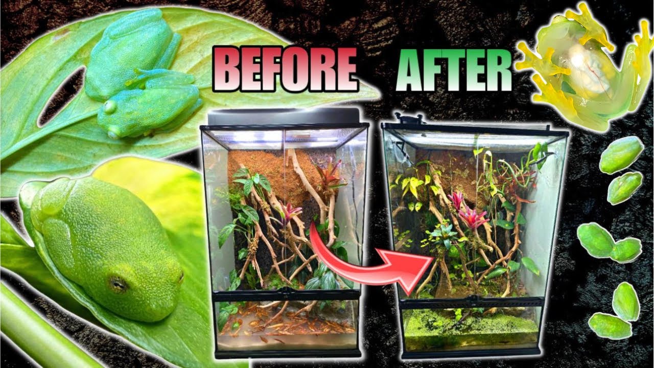 REHOUSING MY GLASS FROGS INTO A GIANT VIVARIUM! EPIC PALUDARIUM UPDATE!
