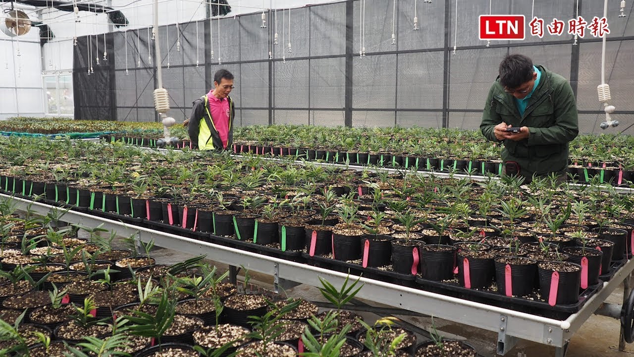 稀有植物台灣穗花杉 域外保種初步有成