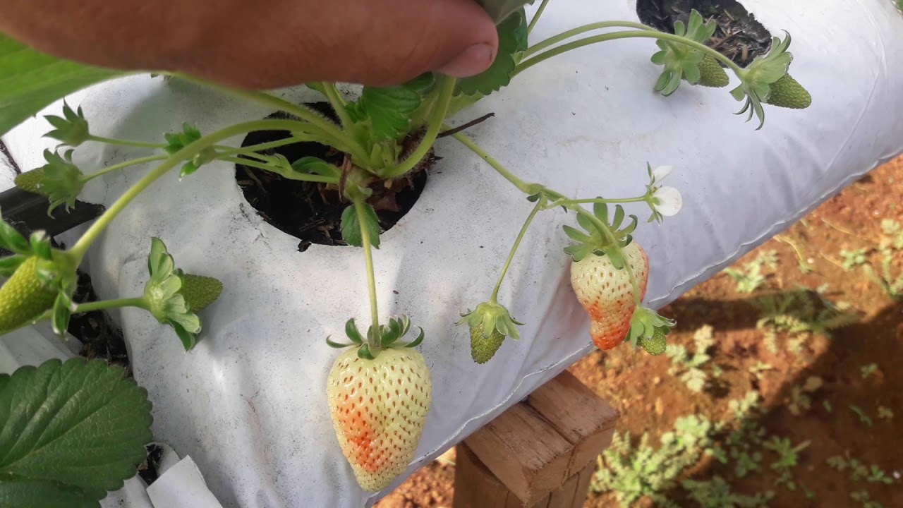 estufa de morango com 52 dias quanto gastei ate agora