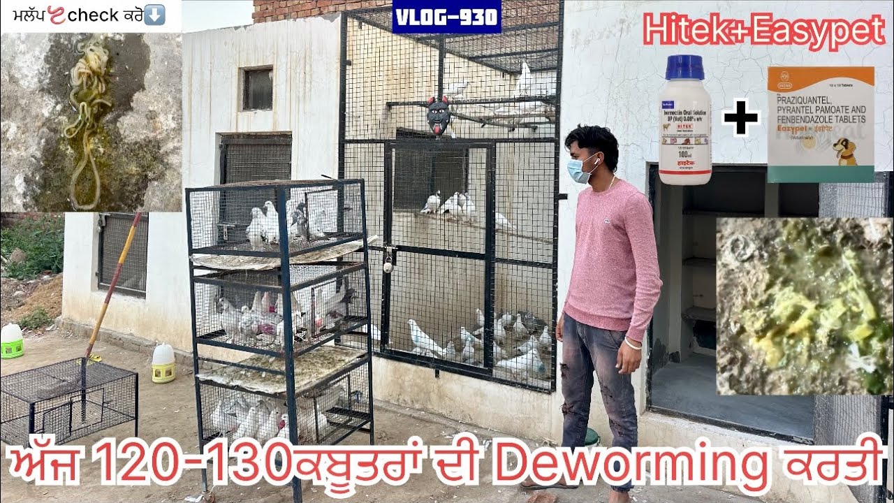 ਲਓ ਜੀ, ਅੱਜ ਸਾਰੇ ਵੱਡੇ ਕਬੂਤਰ-ਕਬੂਤਰੀਆਂ ਦੀ deworming ਕਰਤੀ🪱✅|| and ਕਰੋ ਸ਼ੌਕ ਕਬੂਤਰਾਂ ਦਾ🕊️🙈…