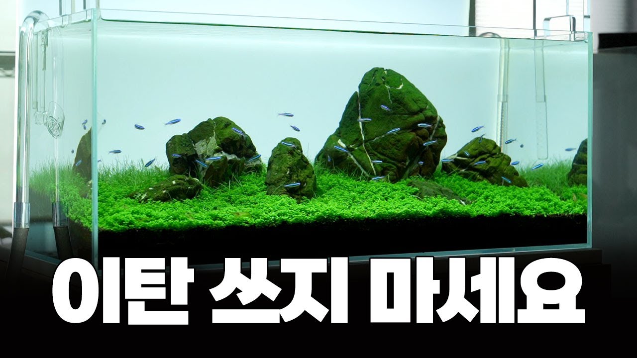 초보도 따라할 수 있는 수초어항 꾸미기 -  무이탄 쿠바펄 70일의 기록