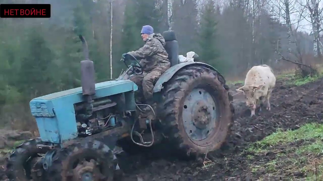 Быков на цепь ставить начал