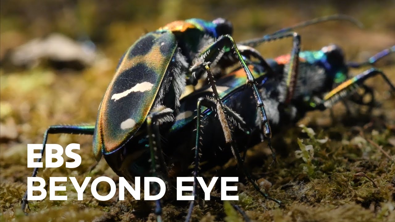 [MacroFilming] A Mating Moment of 2 Tiger Beetles
