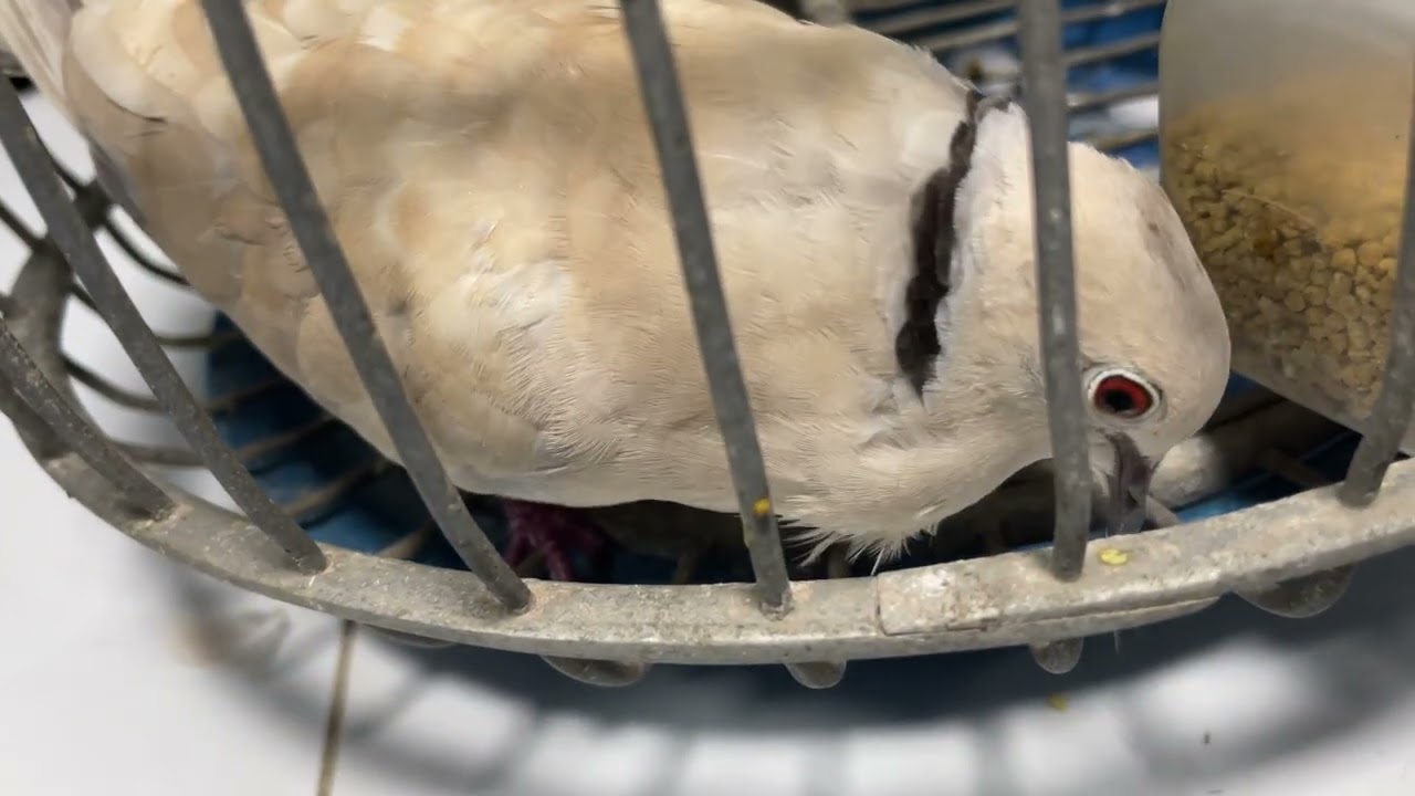 The cuckoo calls (Tiếng chim cu Pháp gáy)