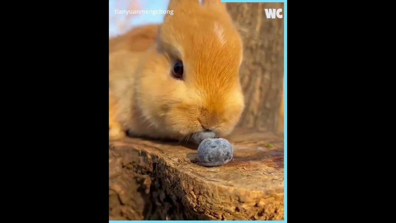 Fluffy Animal Compilation That Will Melt Your Heart!  #FluffyAnimals @QuimFluffs2.0