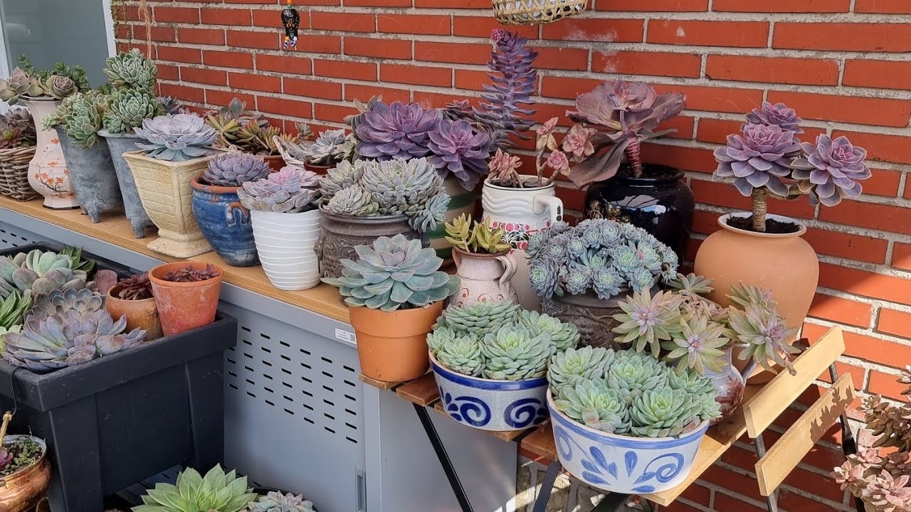 BİTKİLERİME BAKIM YAPIYORUM #ilaçlama#gübre#bakım##keşfet