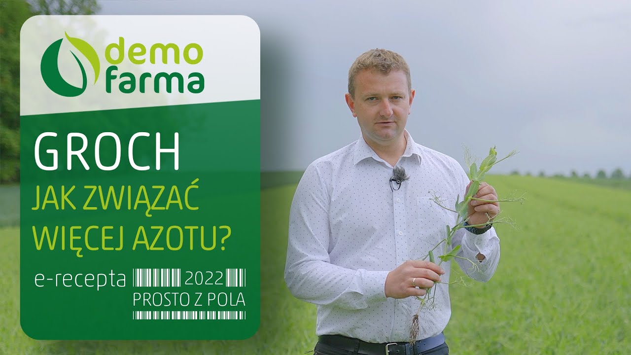 Groch - jak związać więcej azotu?