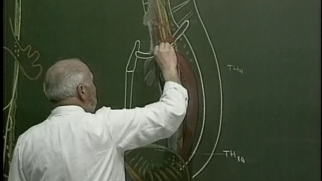 Anatomie topographique de l’œsophage
