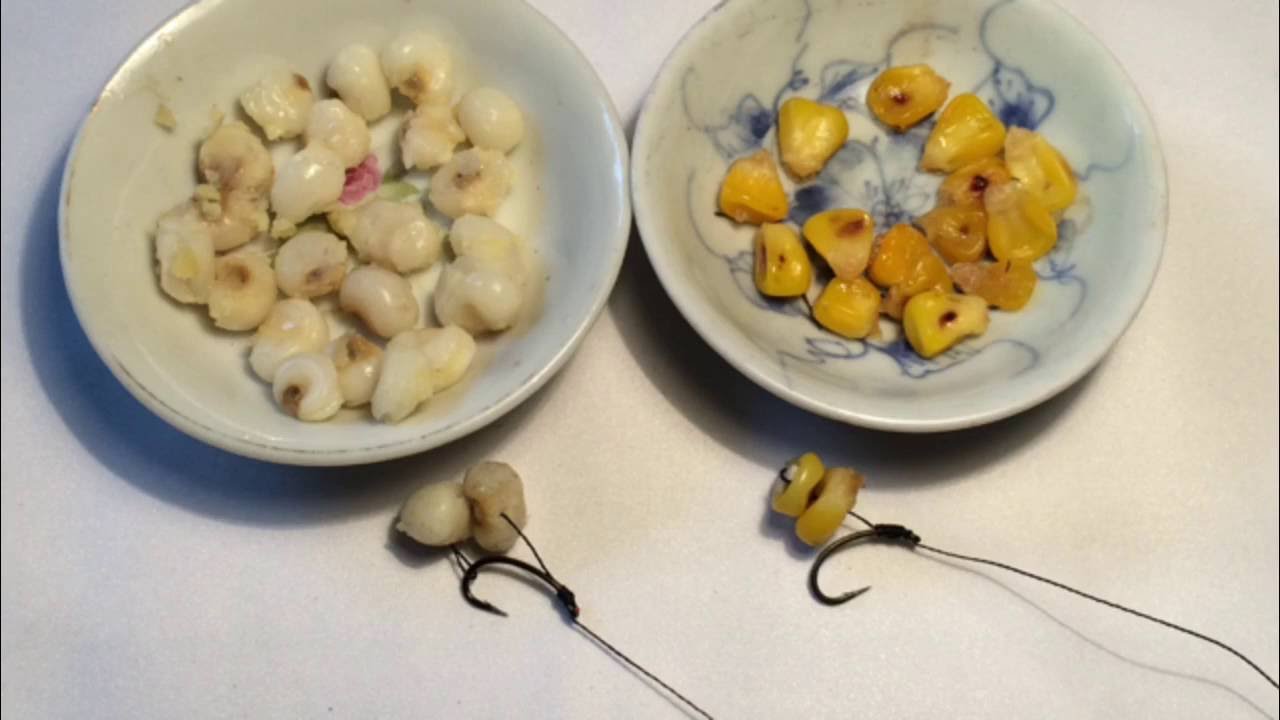 How to Corn Hanging On Carp Hair Rig - الذرة معلقة على تلاعب شعر الكارب - Treo Hạt Ngô Ngoài Móc