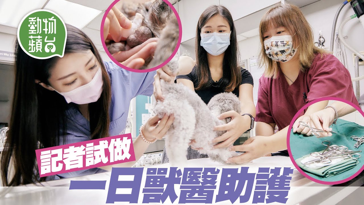 記者實習做獸醫助護為貓貓清潔蛋蛋 做外籍獸醫繙譯員要熟英文病理 #動物蘋台─果籽 香港 Apple Daily─原刊日期：20210527