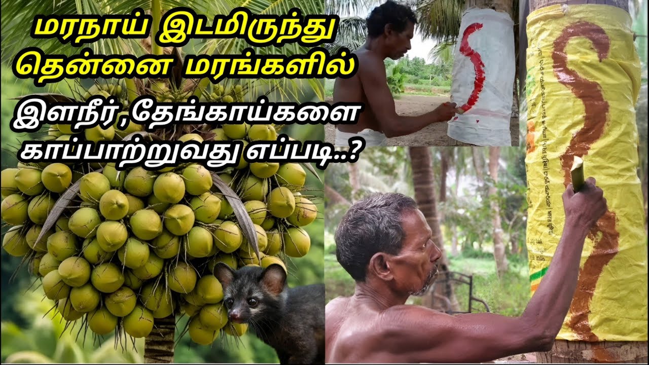 மரநாய் இடமிருந்து இளநீர் தேங்காய்களை காப்பாற்றுவது எப்படி..? | Maranai animal | Tamil