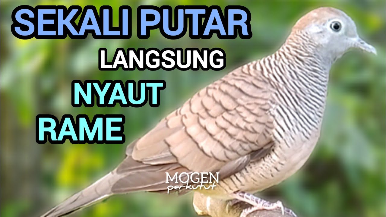 Perkutut Lokal Gacor Suara Besar || Sekali Putar Semua Perkutut Nyaut Bunyi 💯% Gacor 