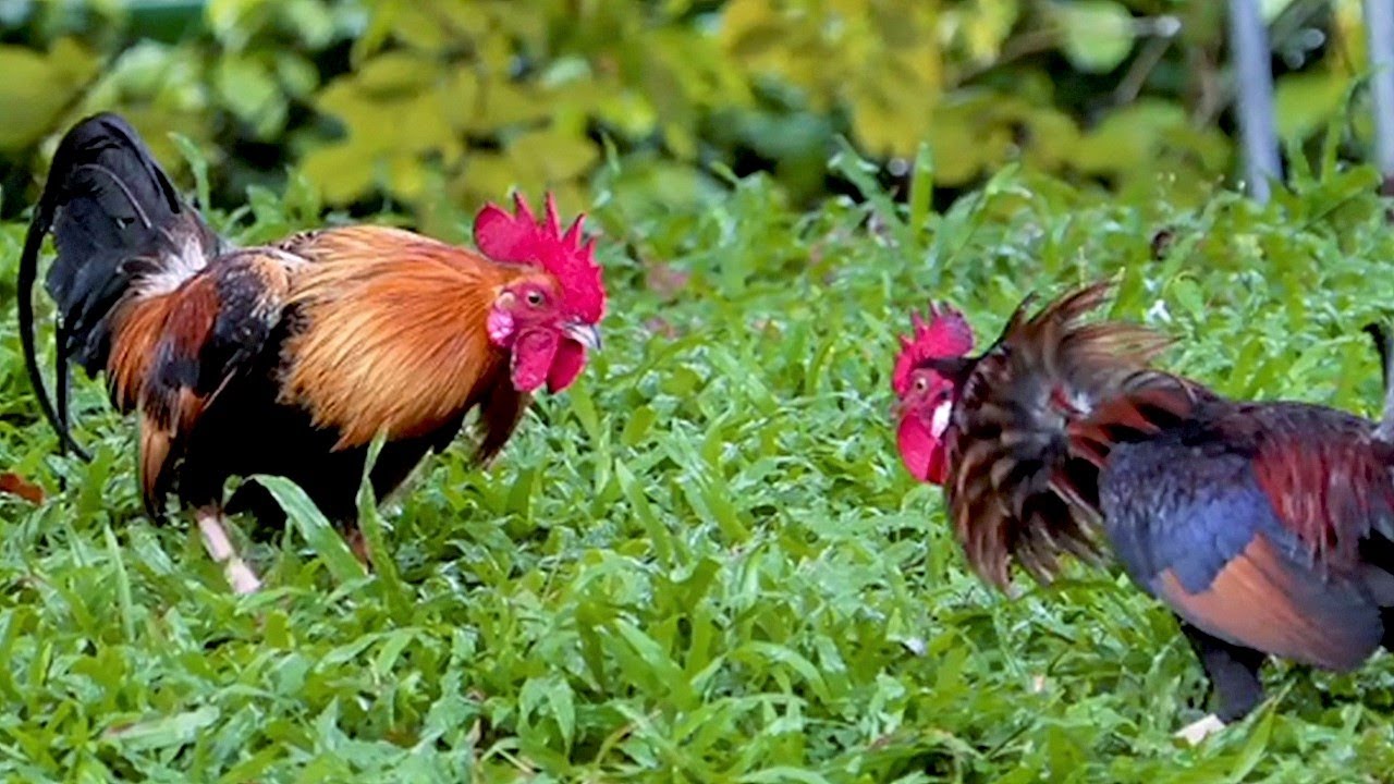 Junglefowl Gallus Gallus Spadiceus -Types of Junglefowl