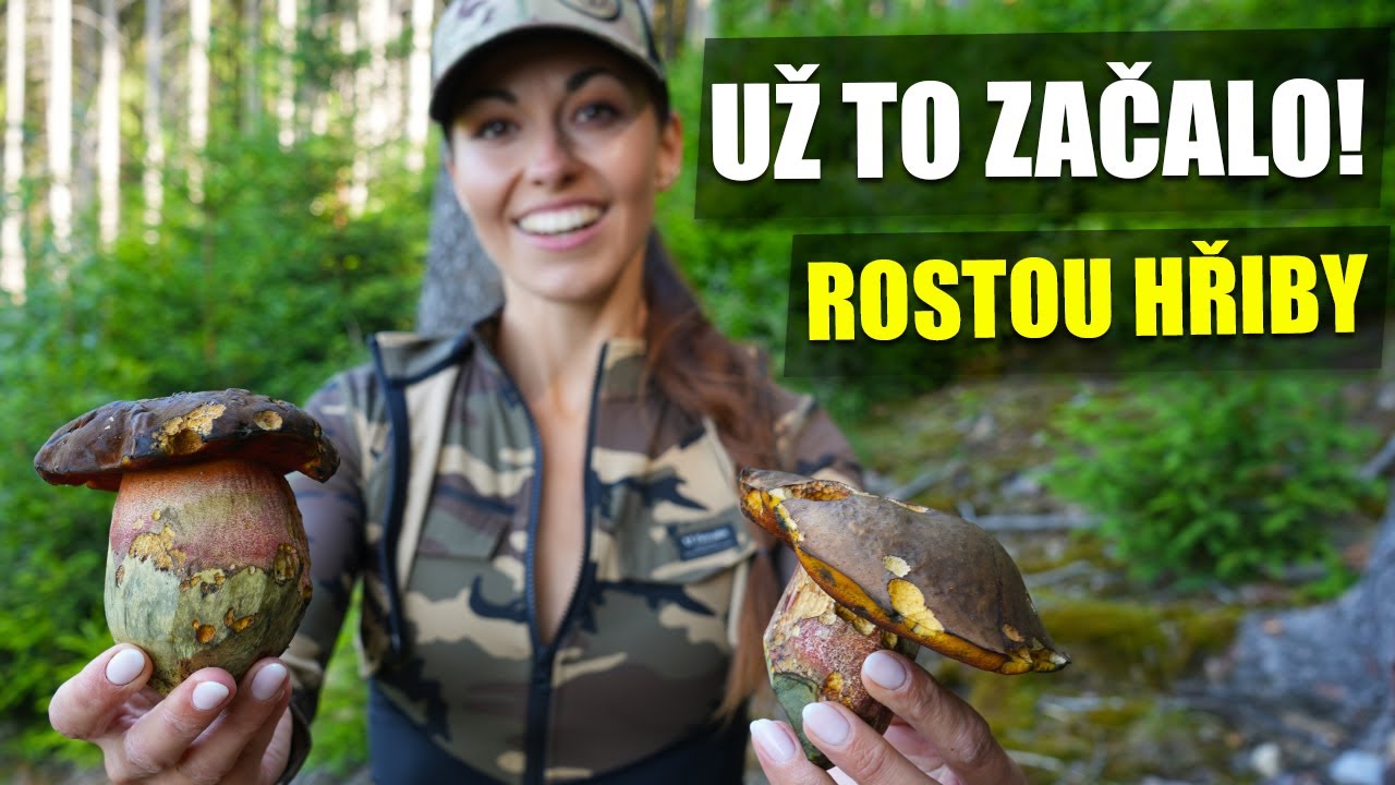 NA ŠUMAVĚ ZAČALY RŮST HŘIBY!