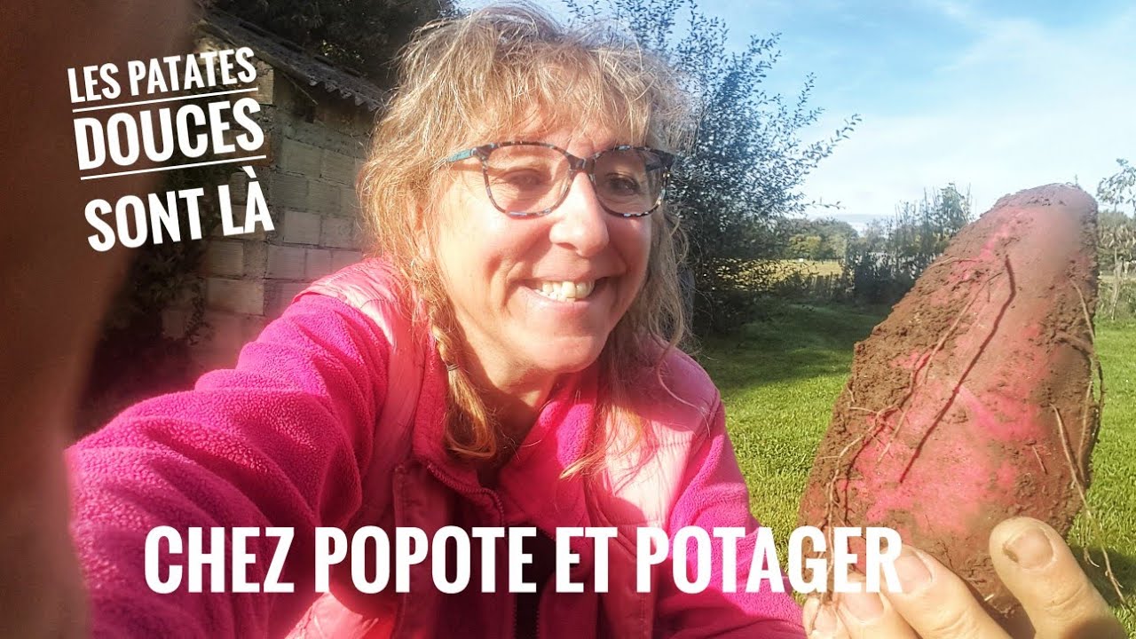 RÉCOLTE DES PATATES DOUCES en BRETAGNE
