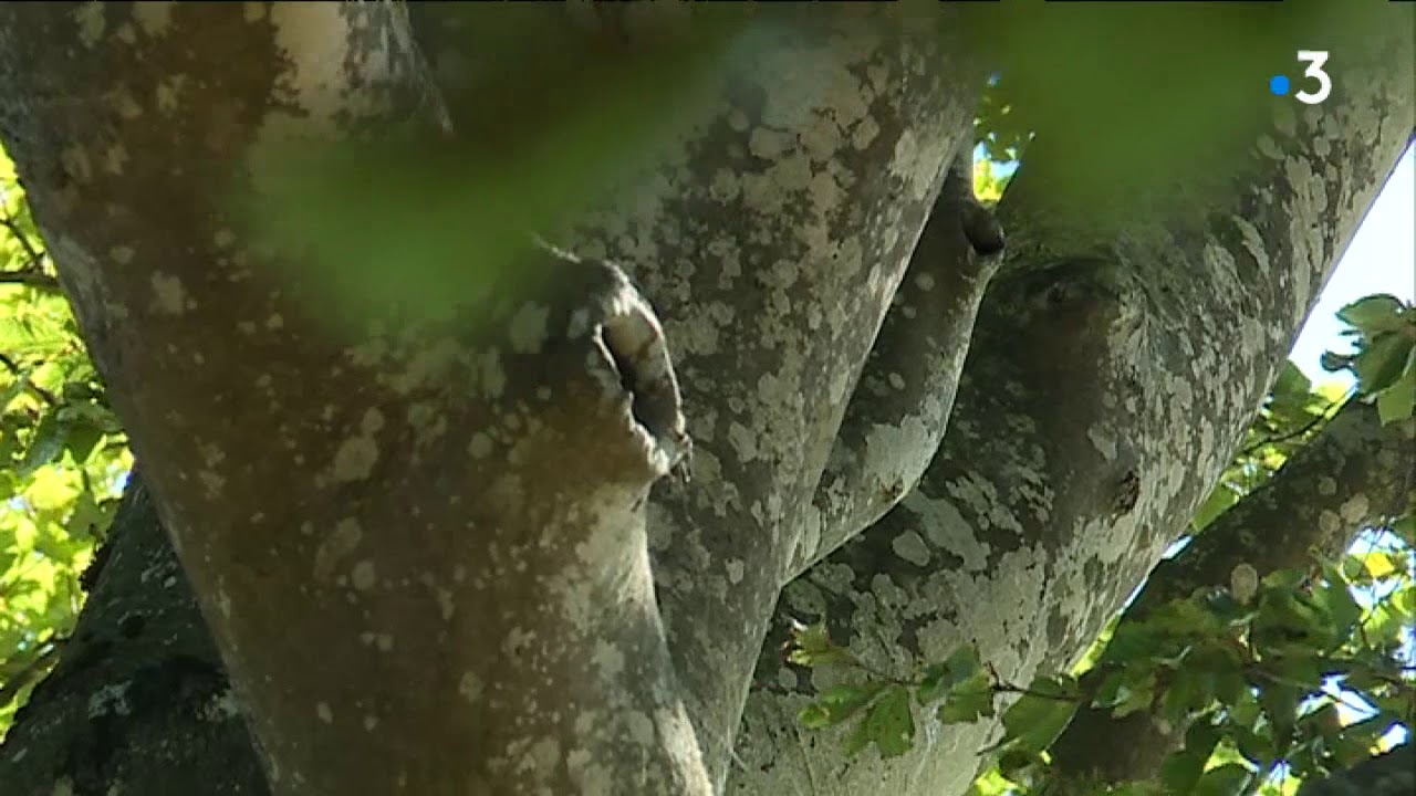 Sorèze : le plus bel arbre d'Occitanie est un hêtre de 450 ans